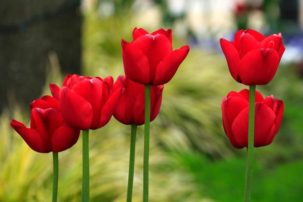 Aménagez votre extérieur avec des pas japonais gris pratiques